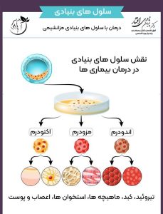 نقش سلول های بنیادی در درمان